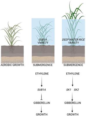 ERFVII transcription factors and their role in the adaptation to hypoxia in Arabidopsis and crops